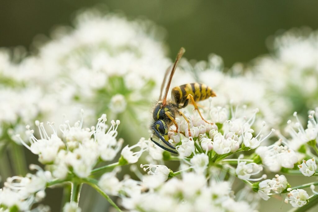 selective focus photo of bee perch on white flower
