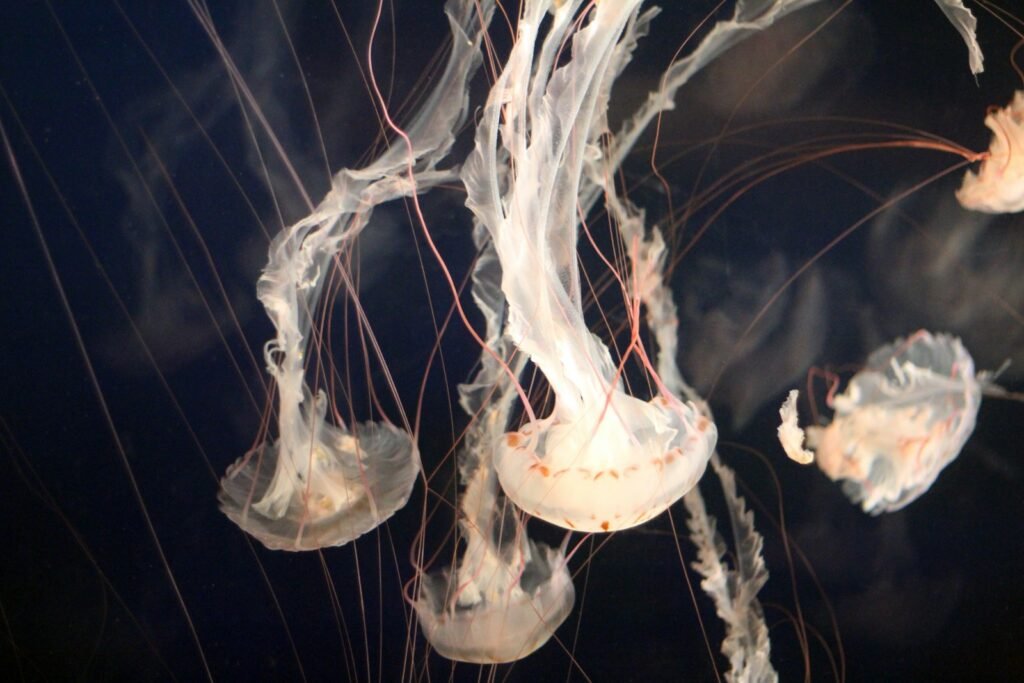 Closeup photo of jellyfish