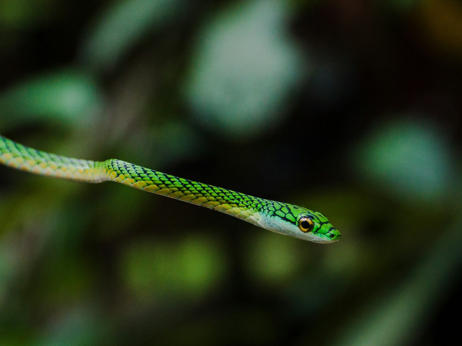 The Smallest Snake in the World – It Looks Like a Worm