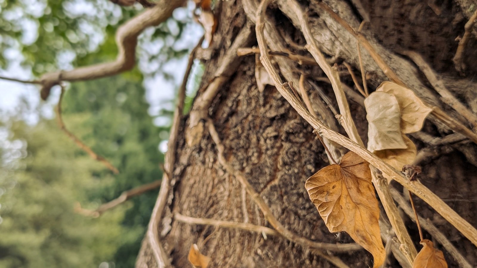 How Climbing Vines Outsmart Forest Giants (Without Lifting a Leaf)