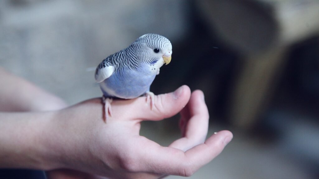 Blue and white budgerigar perched on a person's hand indoors.