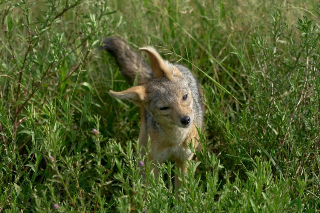 brown and white fox on green grass during daytime