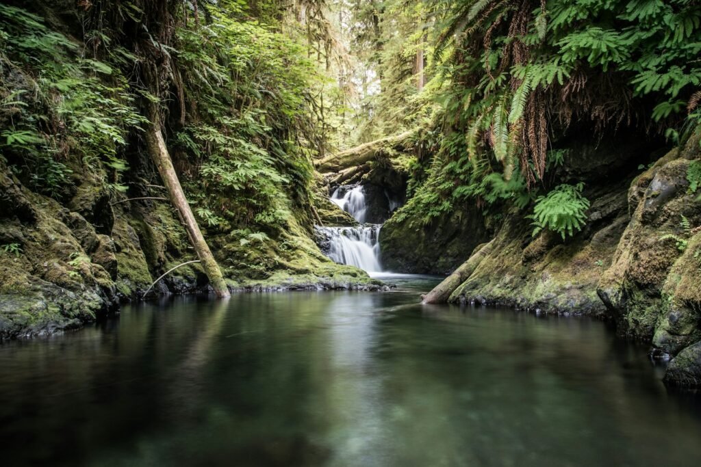 green and brown trees beside river