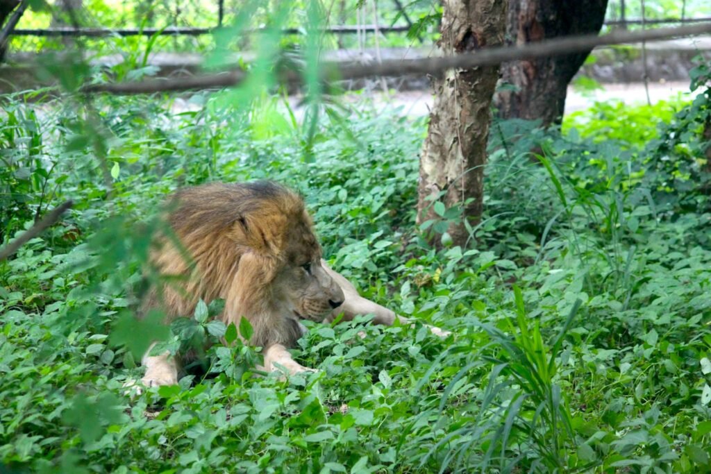 A lion walking through a lush green forest