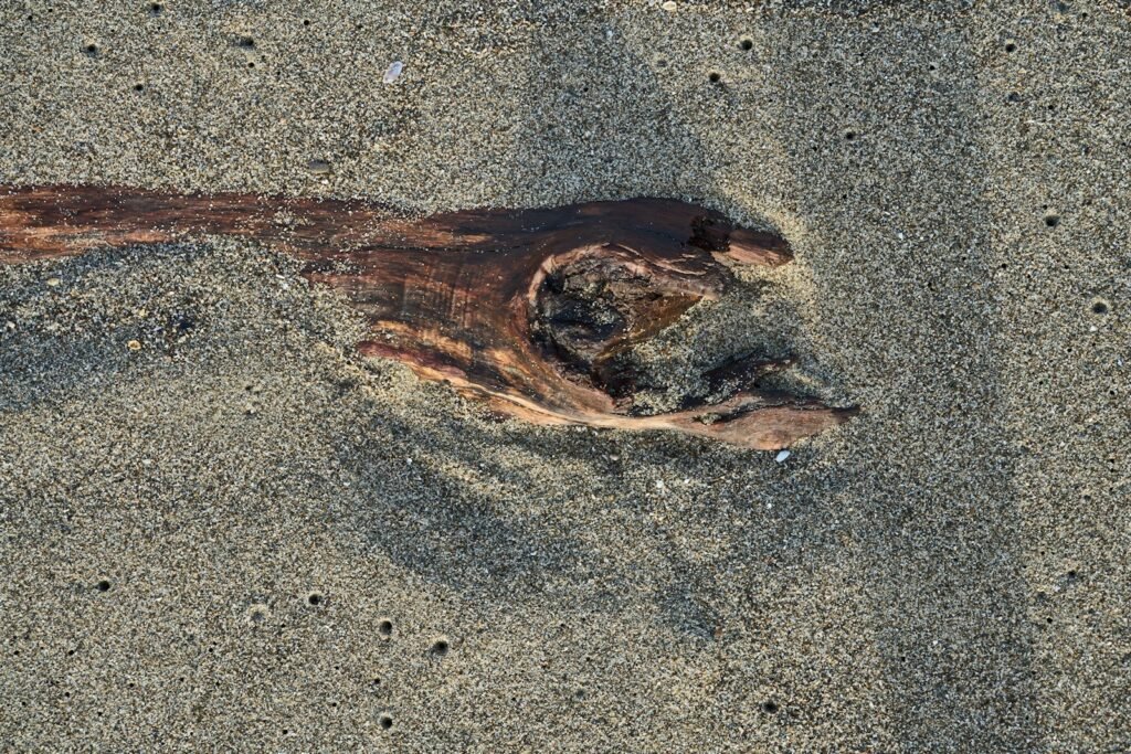 a snake on the ground