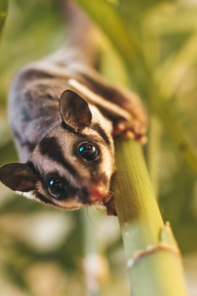 Cute sugar glider on a green plant, looking straight at the camera.