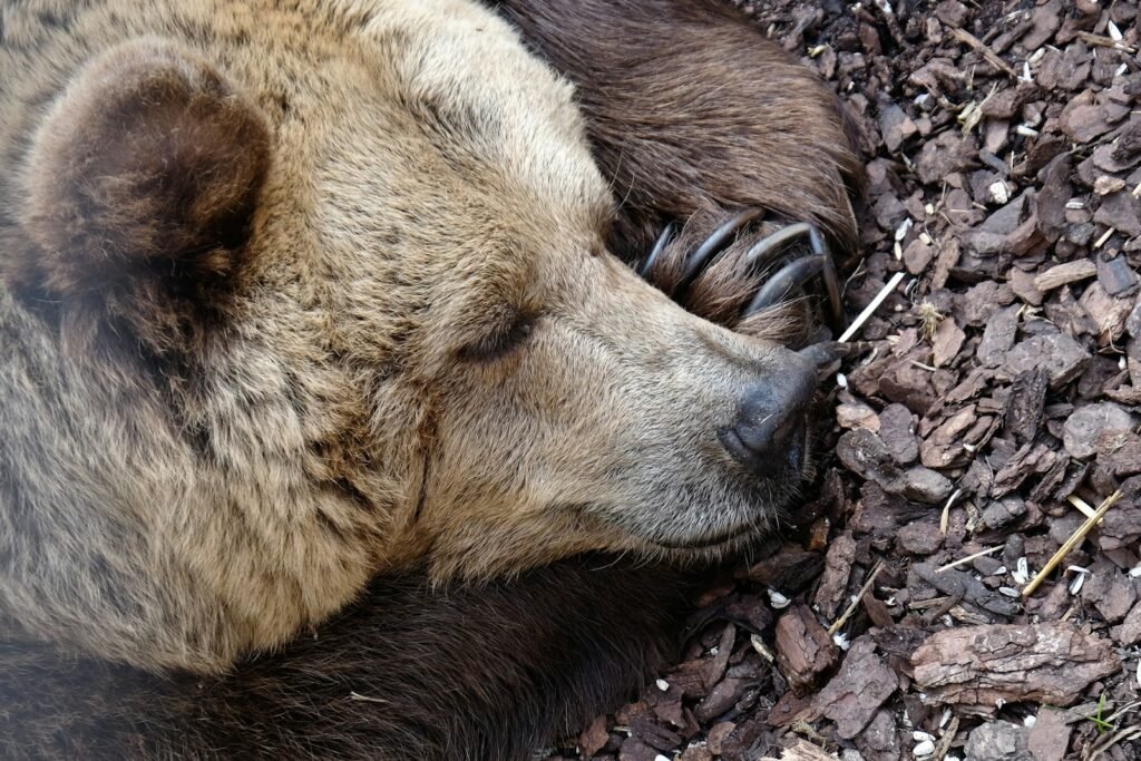 sleeping grizzly bear