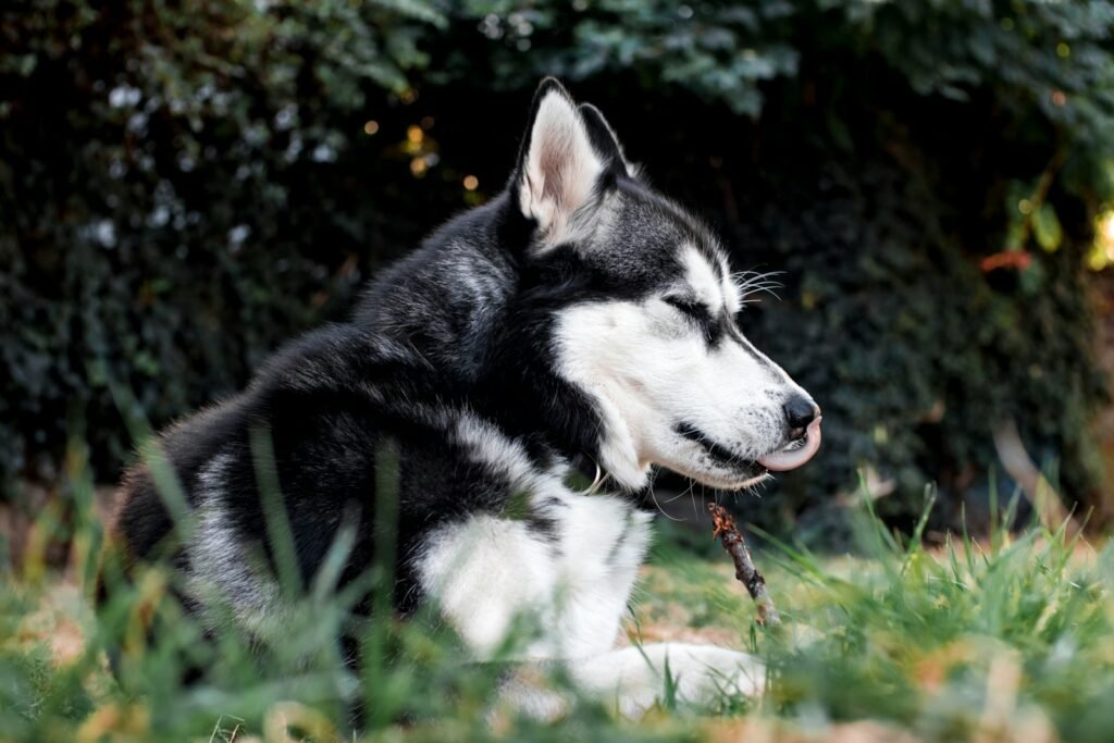 black and white siberian husky puppy on green grass during daytime