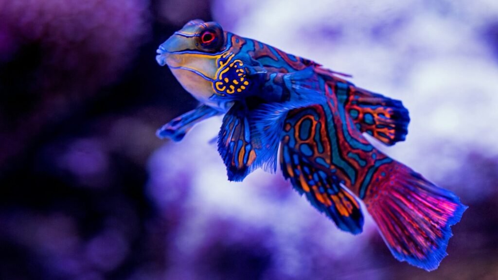 Vibrant Mandarinfish with blue and orange patterns swimming near coral.