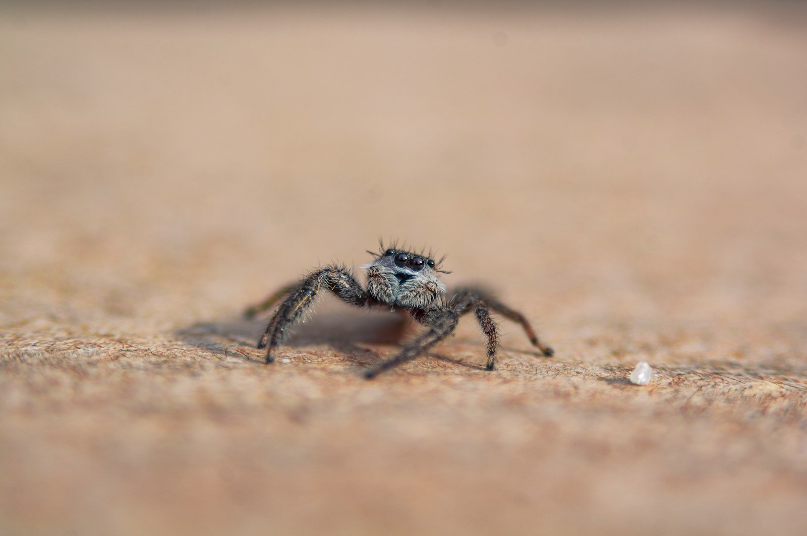 The Smallest Venomous Spider in the World – Tiny But Deadly