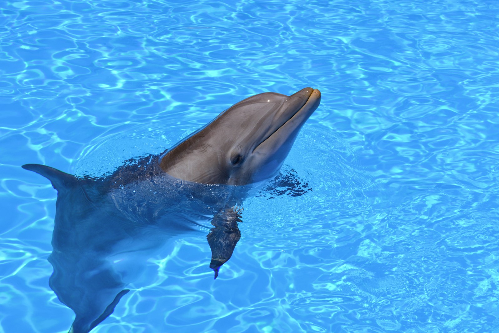 The Rescue Story of a Dolphin Trapped in a Fishing Net