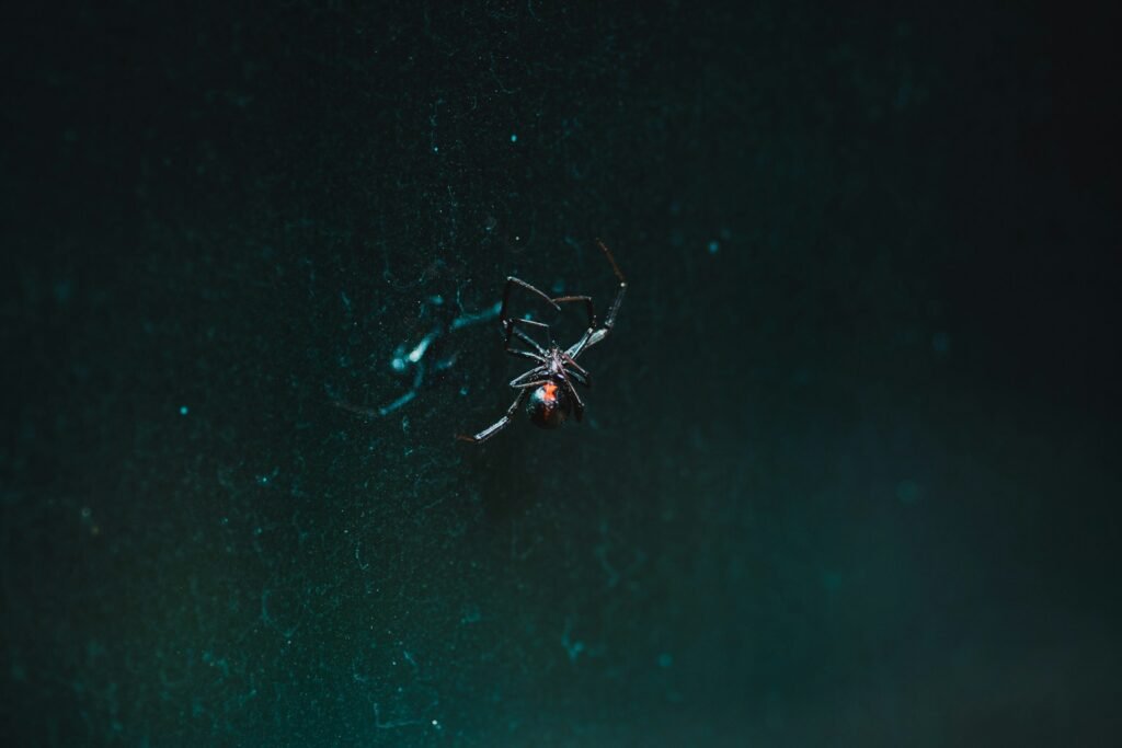 black spider on web