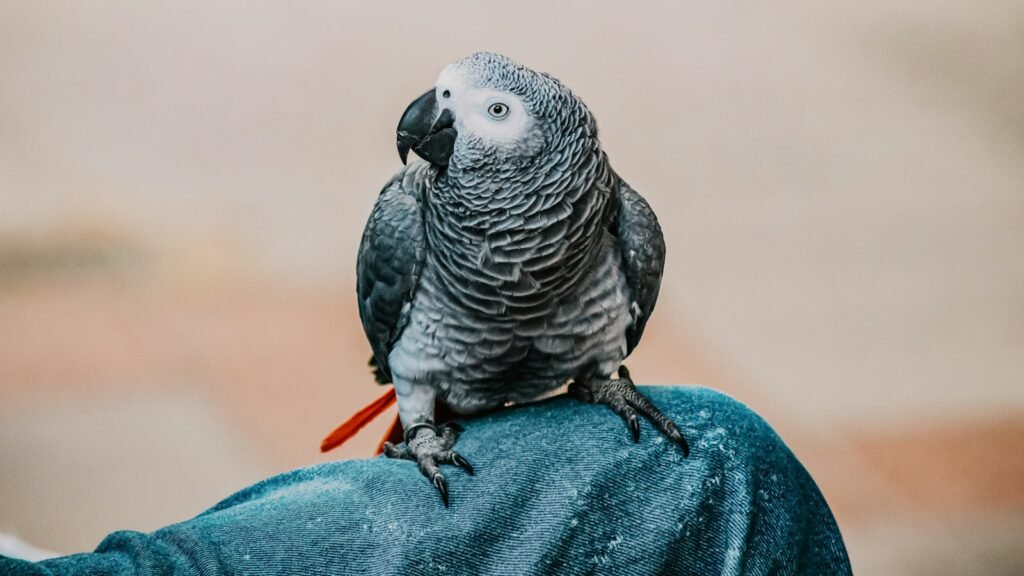 African grey parrot resting on a person's leg.