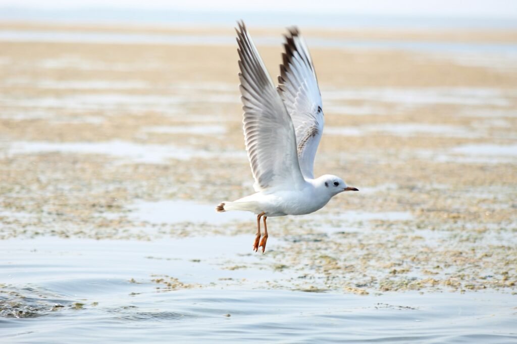 white bird flying over the sea during daytime