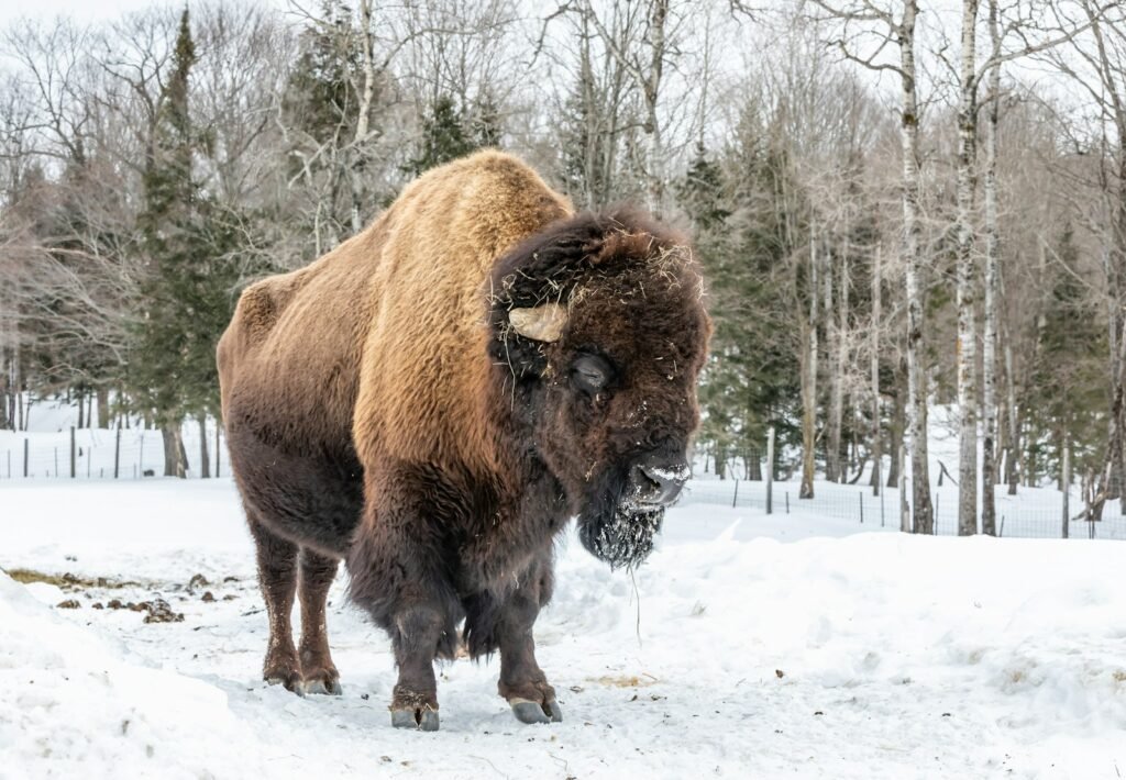 brown and black bison outdoor during daytime