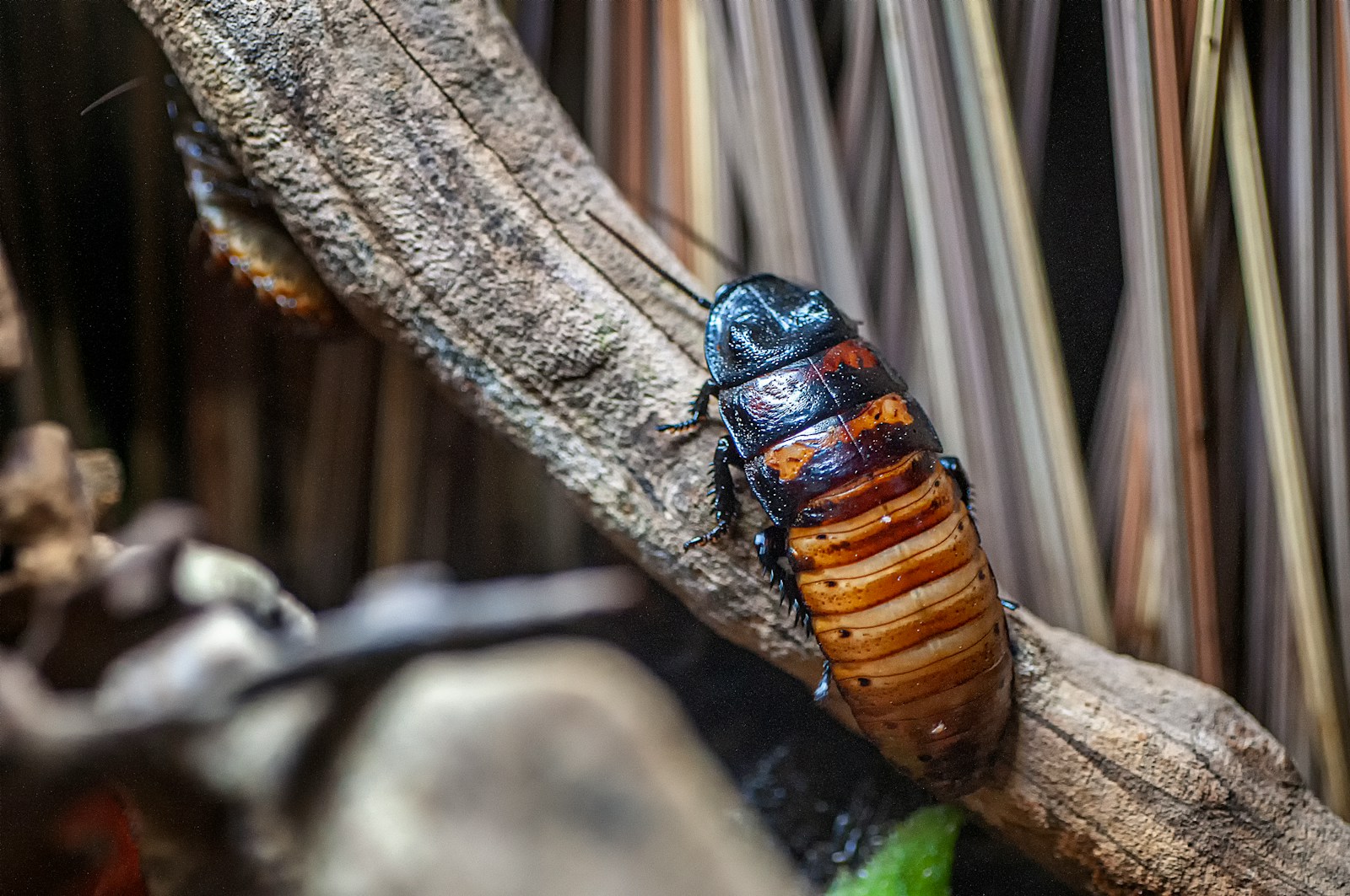 The Cockroach Myth: What They Actually Do for the Planet