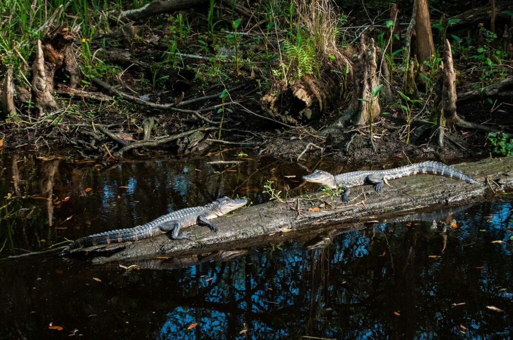 A crocodile is laying on a log in the water