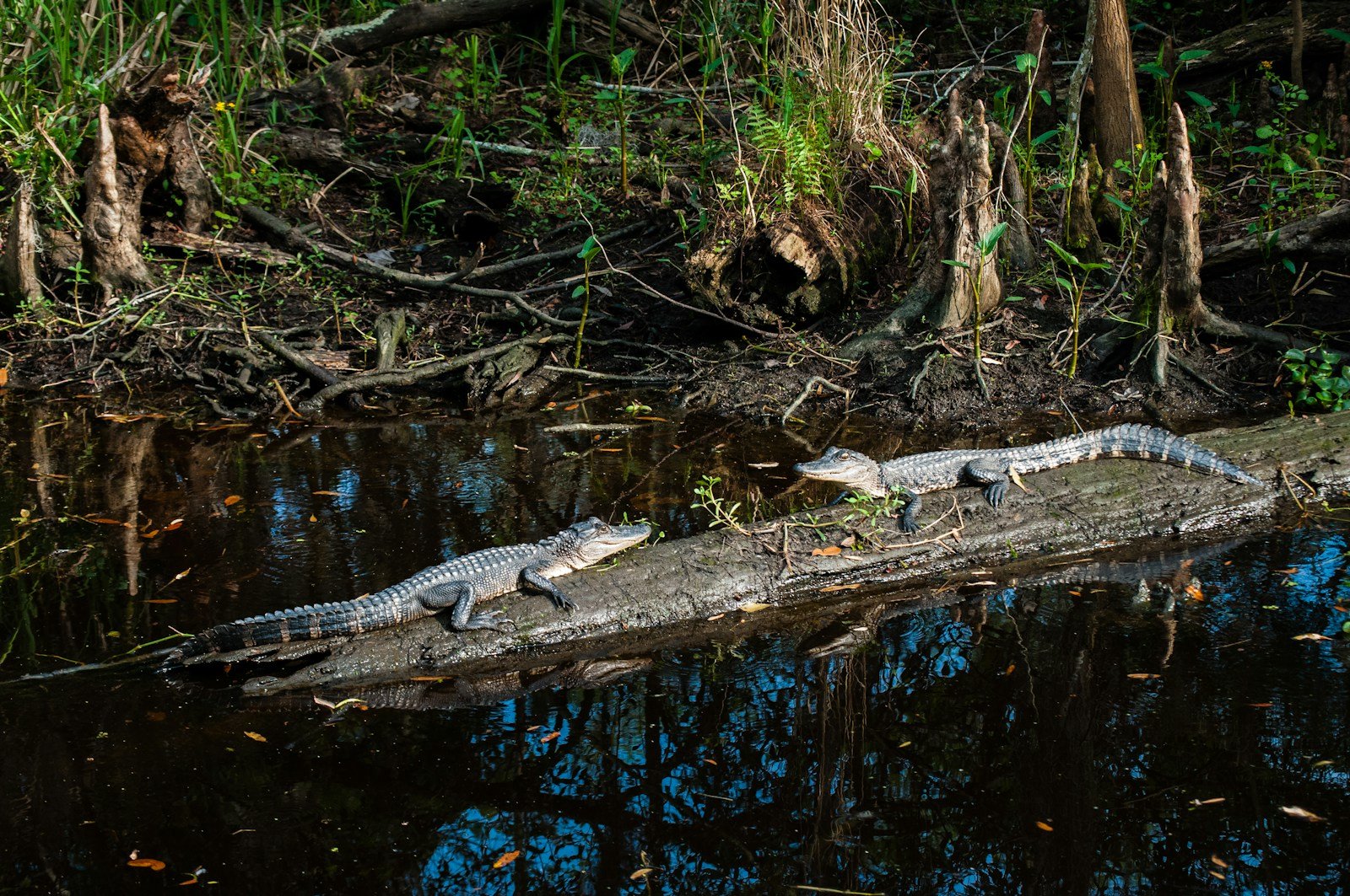 Louisiana’s Swamps Are Still Packed With Creatures You Haven’t Seen