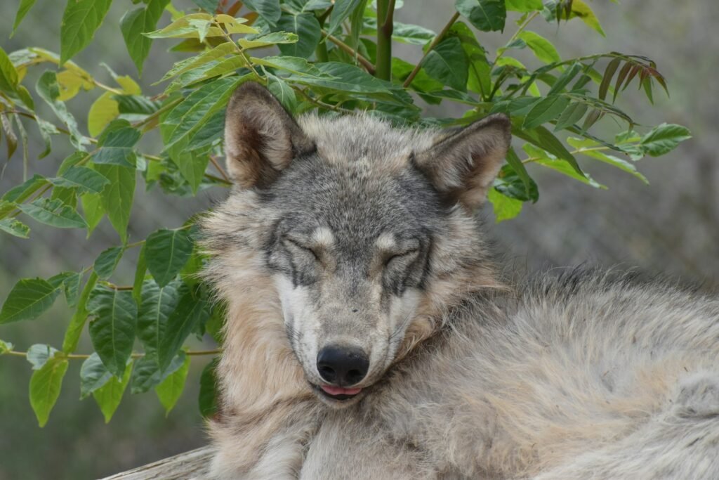 a wolf laying down next to a tree