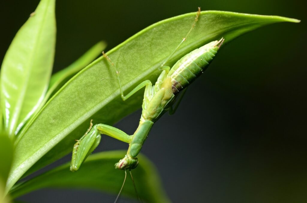 green praying mantis on green leaf in close up photography during daytime