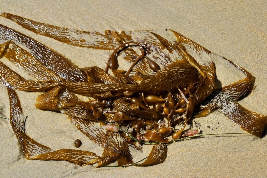 a close-up of a crab