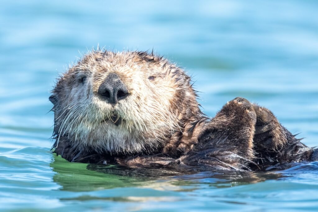 a close up of a wet otter swimming in the water