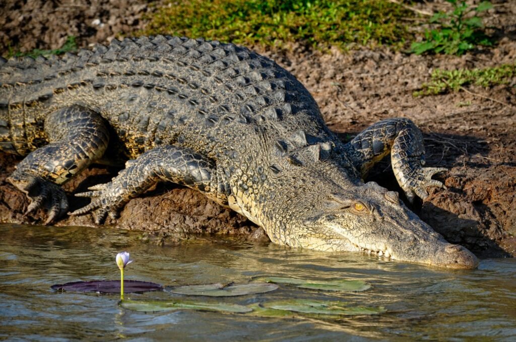 a large alligator laying on top of a body of water