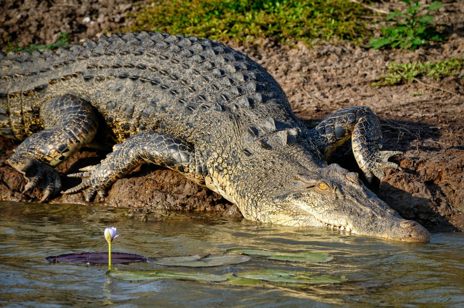 11 Rare Animals Endangered in Florida Right Now