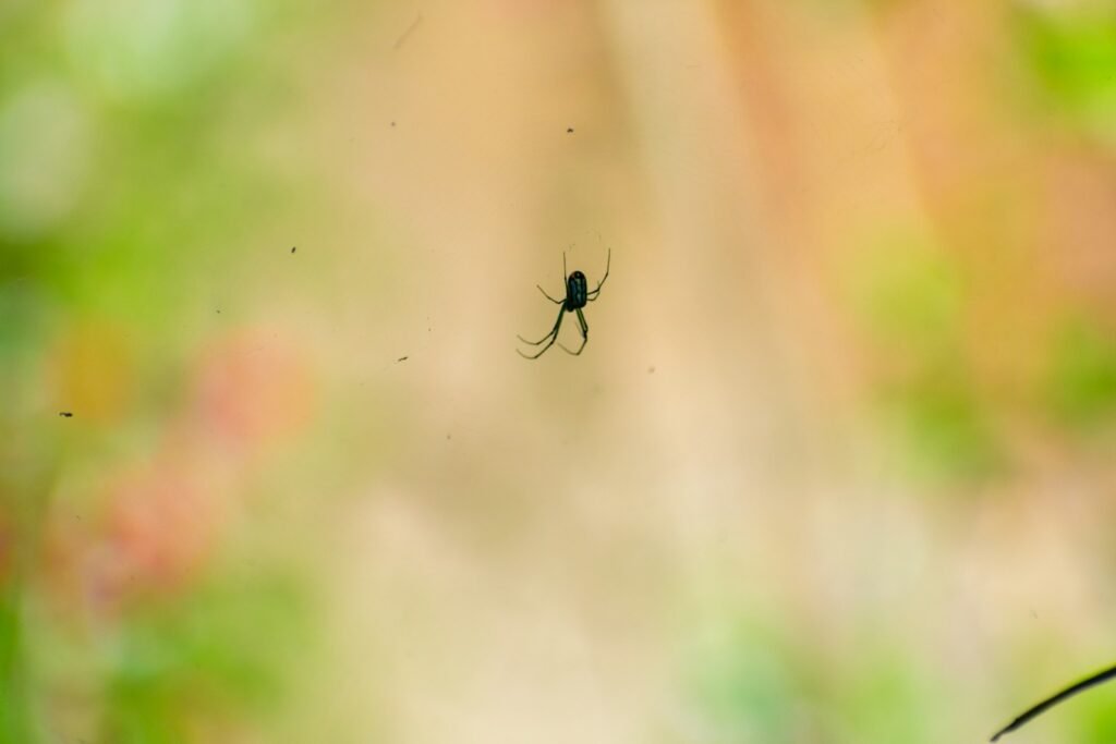 a spider sitting on a web in the middle of a forest