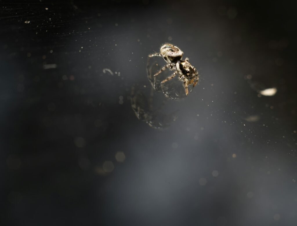 a spider in the water
