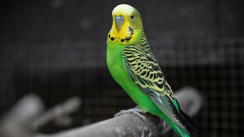 Yellow and green budgerigar perched on a wooden branch.