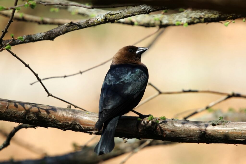 A bird perches on a branch.