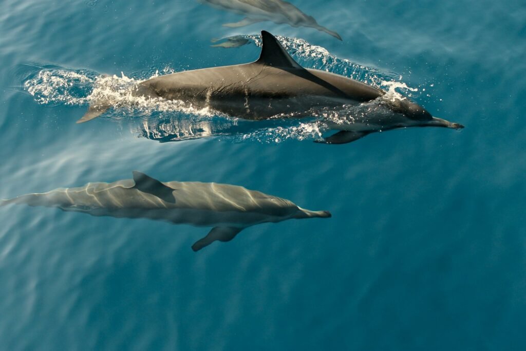time lapse photography of two dolphins swimming in the sea