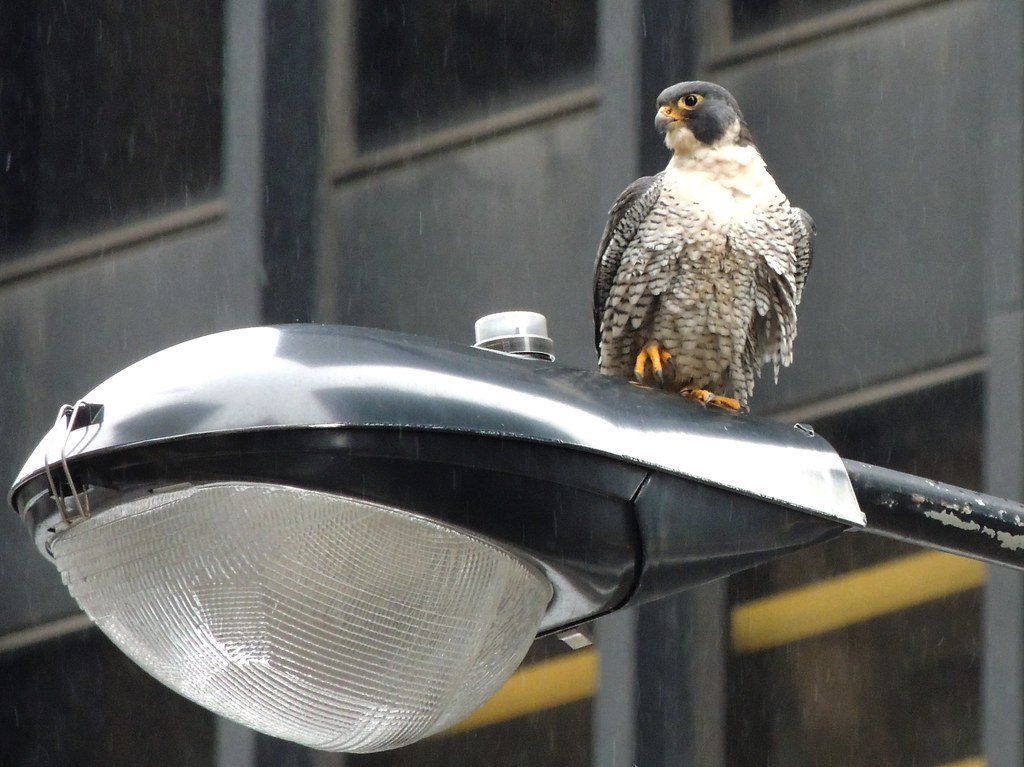 Denver: Mile High Hunters