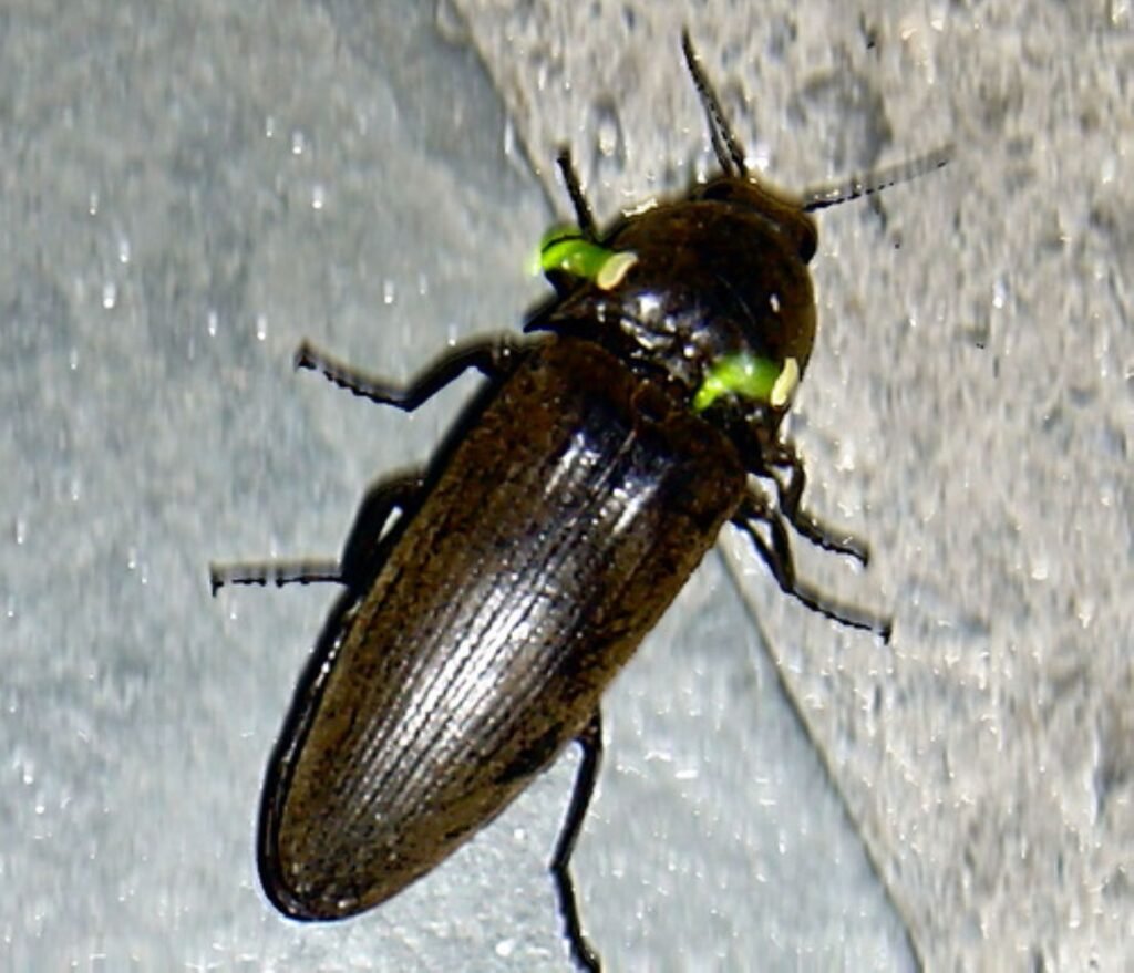 Multiple Origins of Beetle Bioluminescence