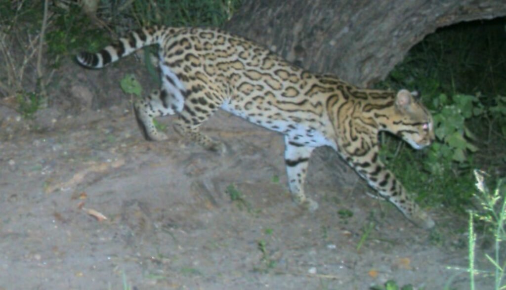 Wildlife Corridors: Creating Safe Passage Networks