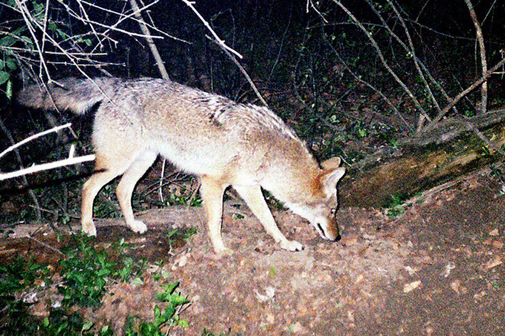 Nocturnal Masters: Timing Evolution