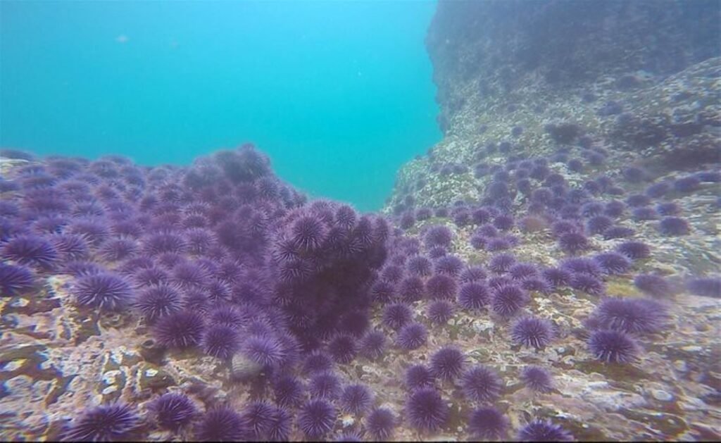 When Purple Carpets Conquered the Ocean Floor