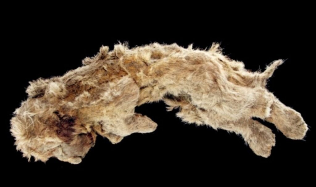 Cave Lions Frozen in Time