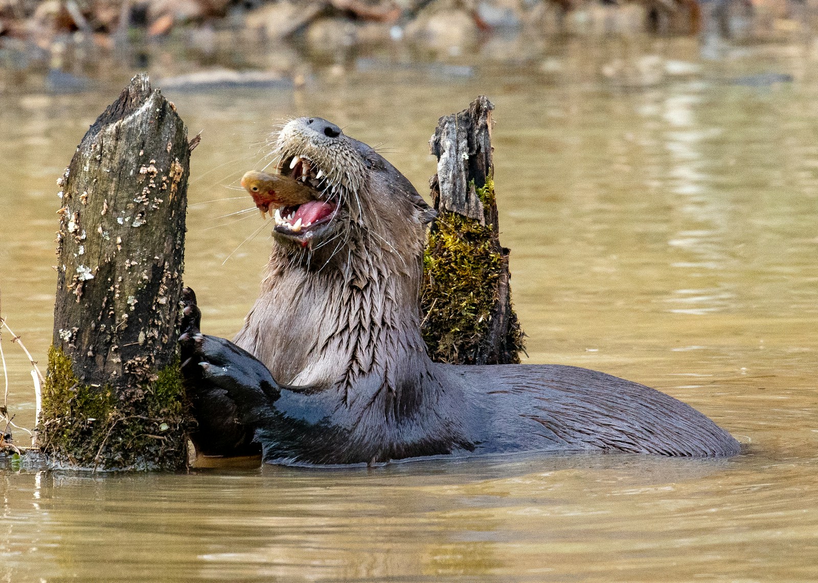 New Jersey’s River Otters Are Back After 100 Years