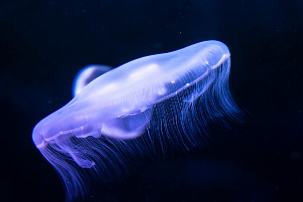 Stunning photo of a translucent moon jellyfish gracefully swimming in deep blue waters.