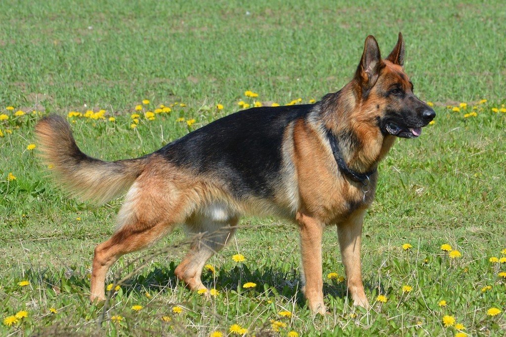 Aries: The Bold German Shepherd (image credits: rawpixel)