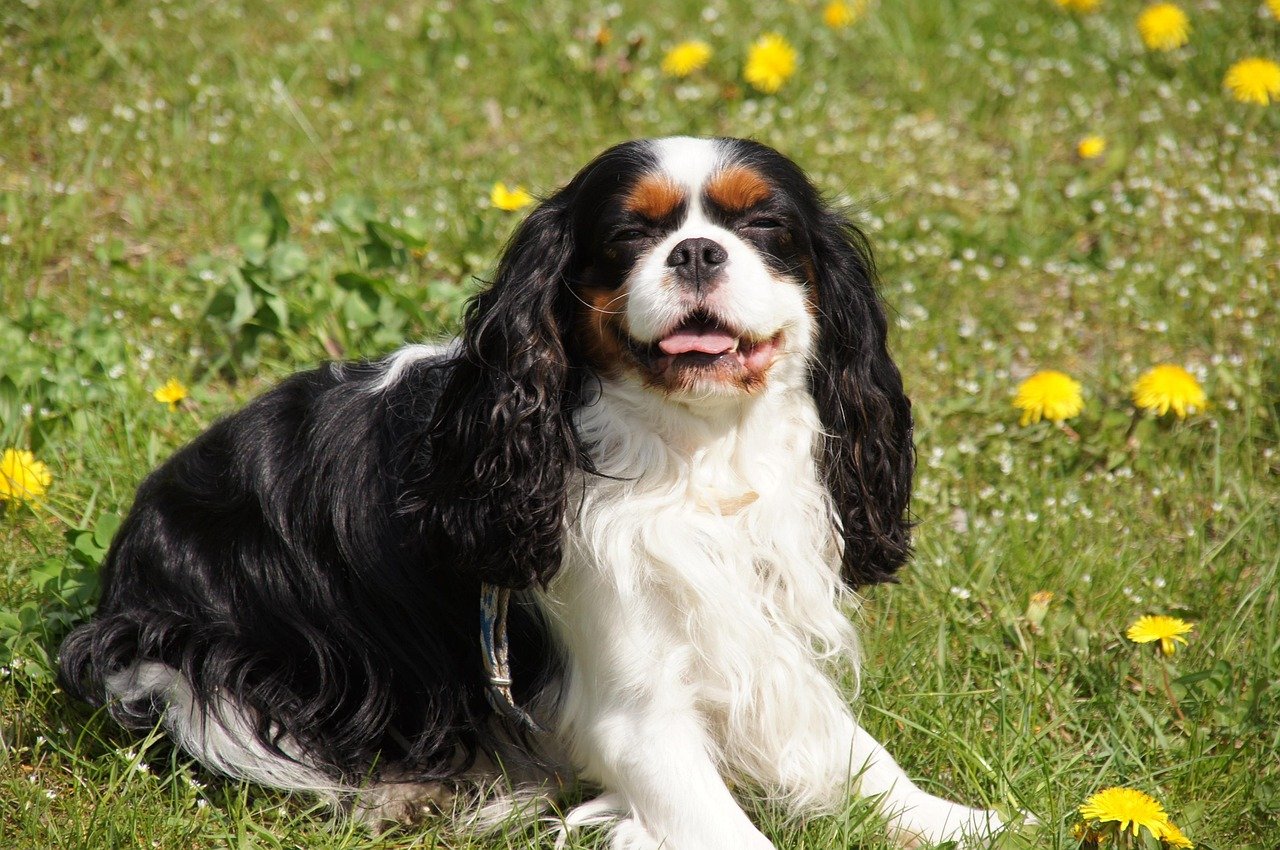 Taurus: The Comfort-Loving Cavalier King Charles Spaniel (image credits: pixabay)