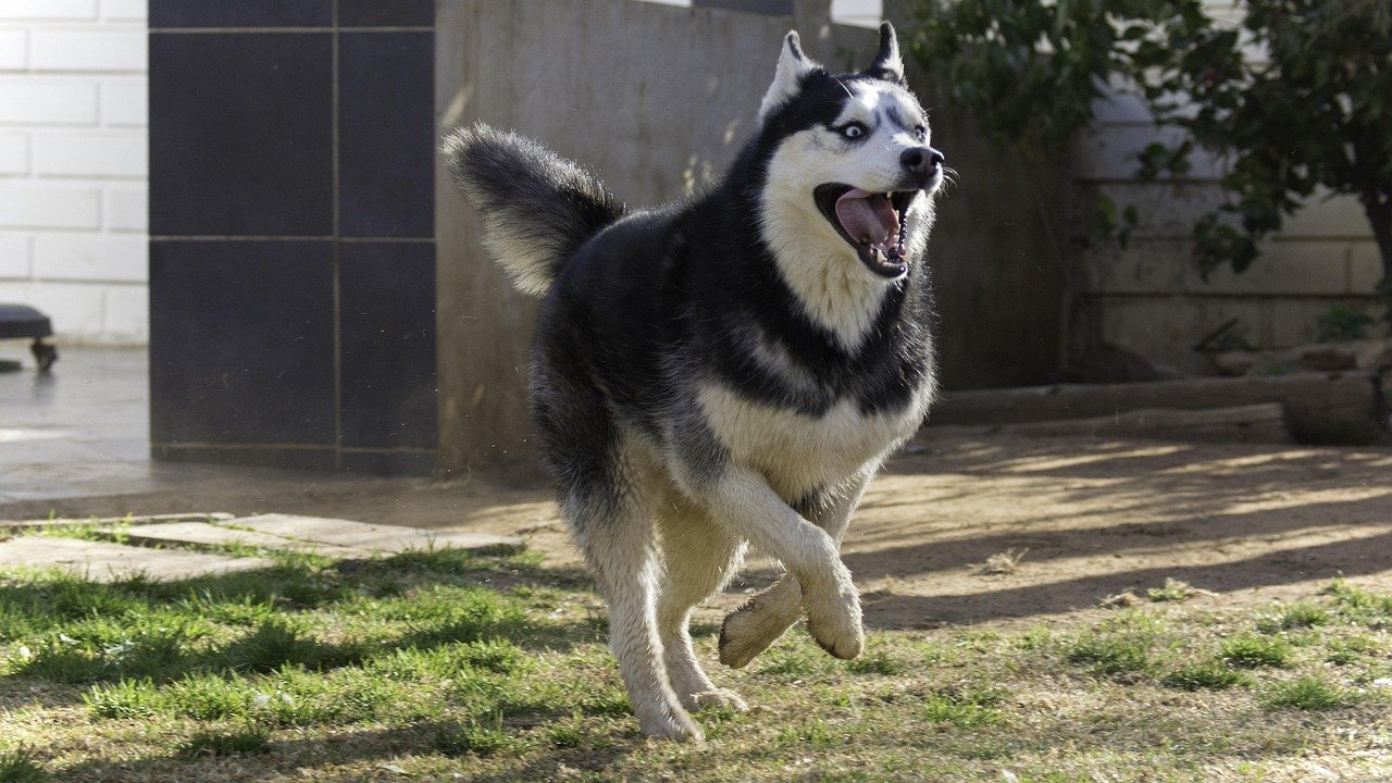 Gemini: The Chatty Siberian Husky (image credits: pixabay)