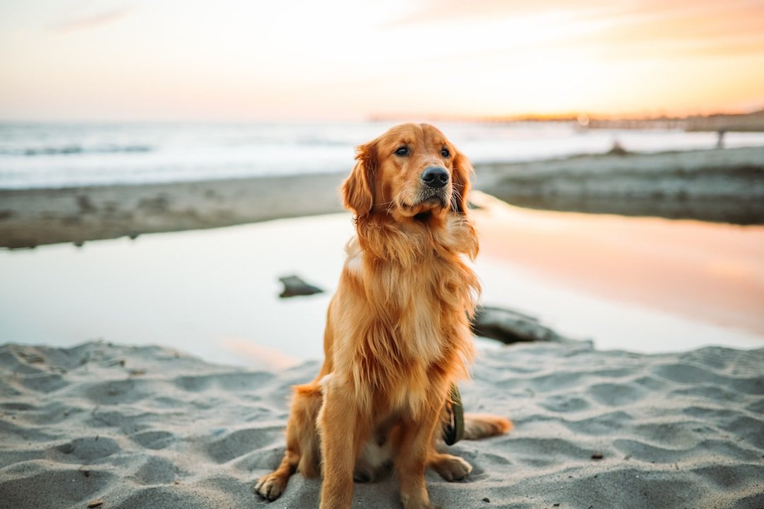 Cancer: The Protective Golden Retriever (image credits: unsplash)