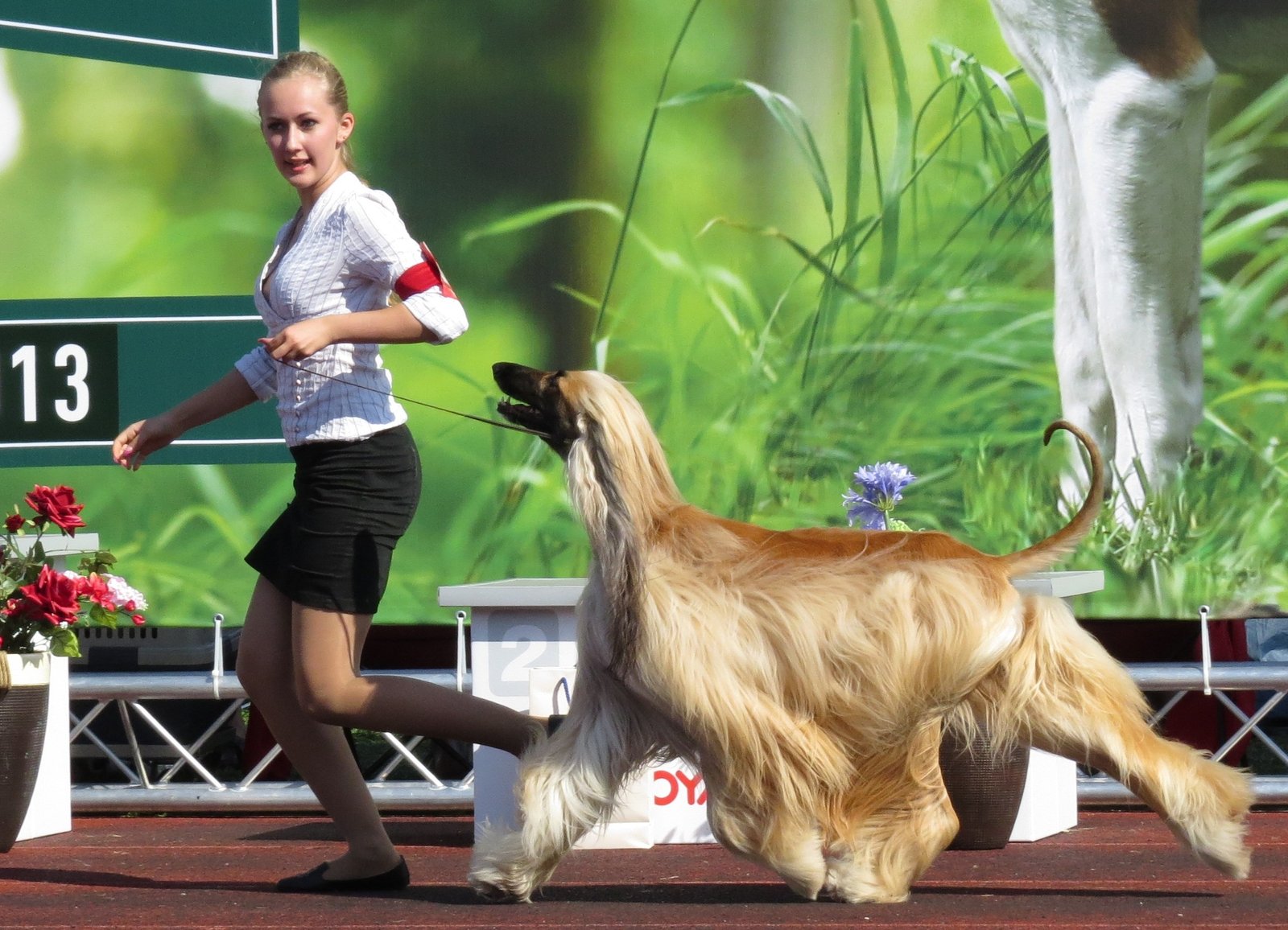 Leo: The Majestic Afghan Hound (image credits: wikimedia)
