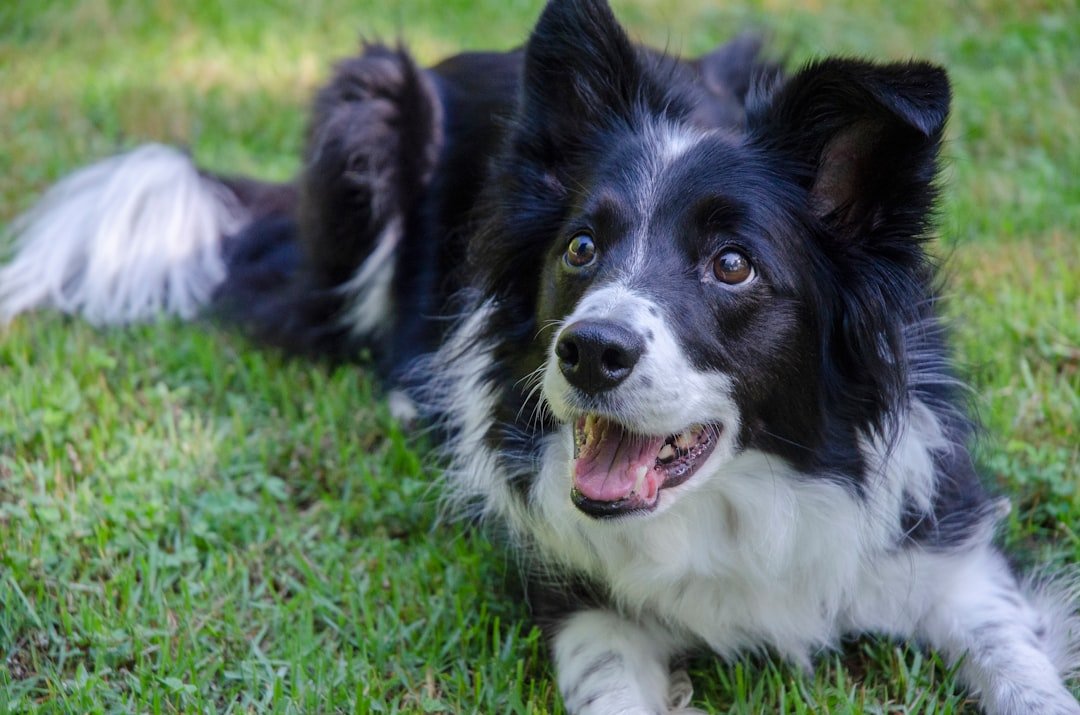 Virgo: The Intelligent Border Collie (image credits: unsplash)