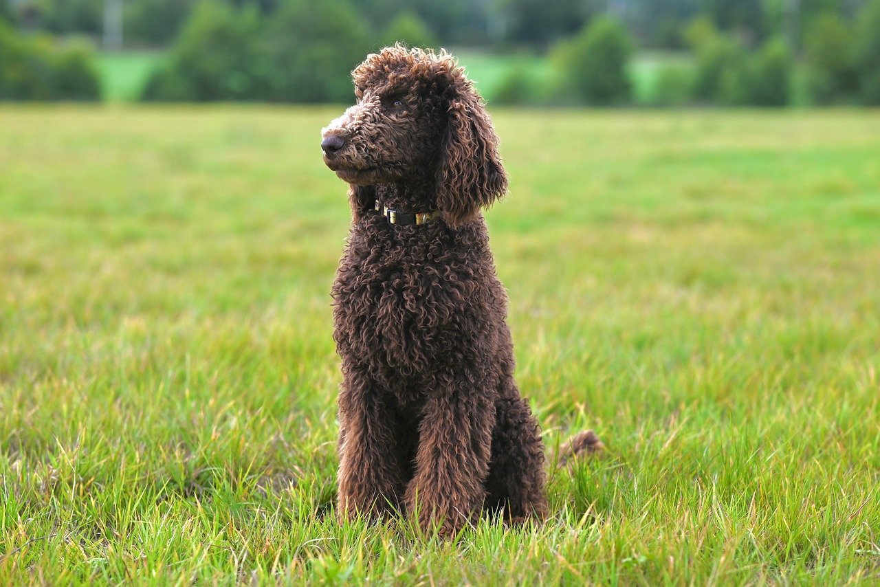 Libra: The Elegant Poodle (image credits: pixabay)