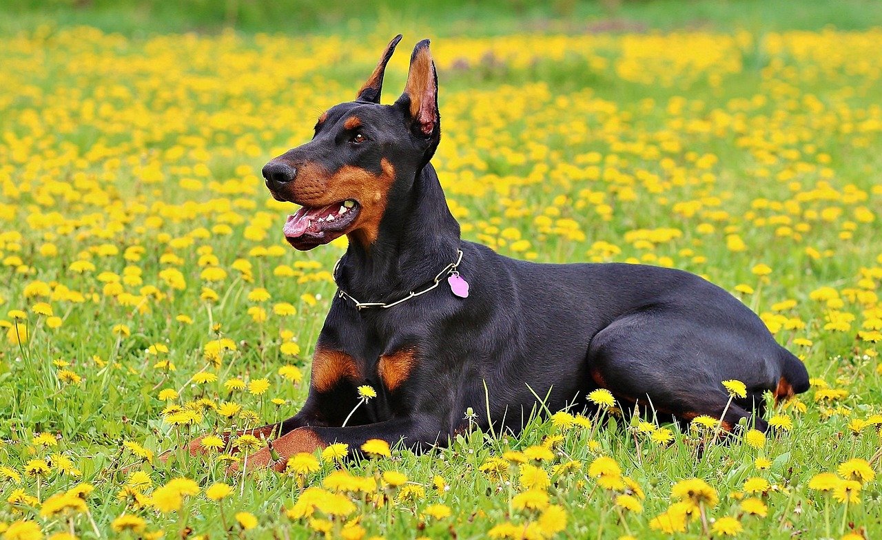 Scorpio: The Intense Doberman Pinscher (image credits: pixabay)