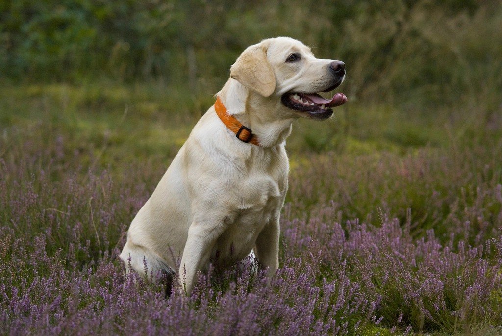 Sagittarius: The Adventurous Labrador Retriever (image credits: rawpixel)